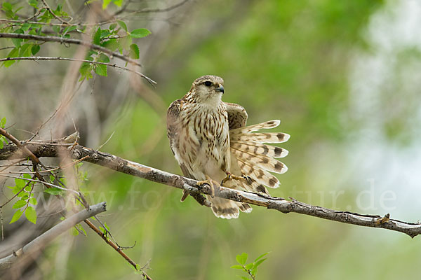 Merlin (Falco columbarius)