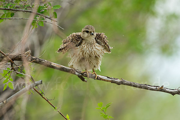 Merlin (Falco columbarius)