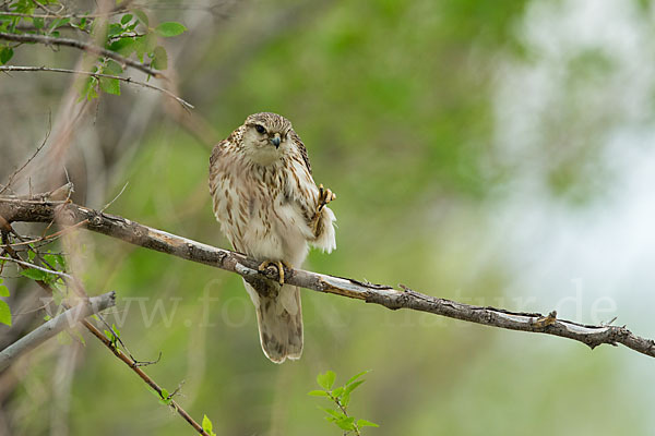 Merlin (Falco columbarius)