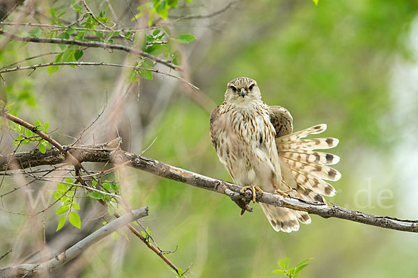 Merlin (Falco columbarius)