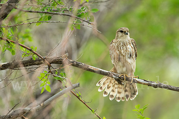 Merlin (Falco columbarius)