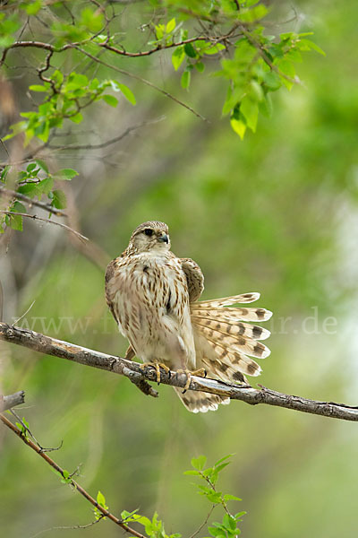 Merlin (Falco columbarius)