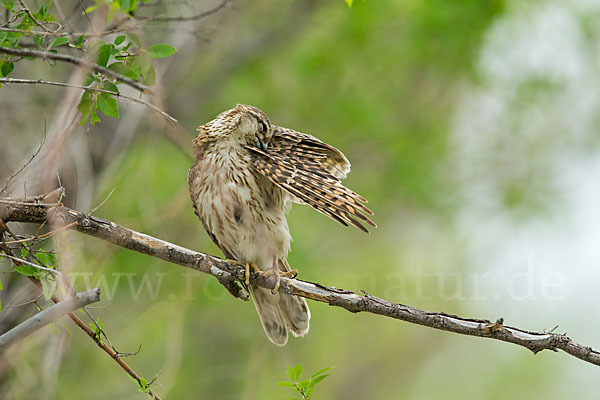 Merlin (Falco columbarius)