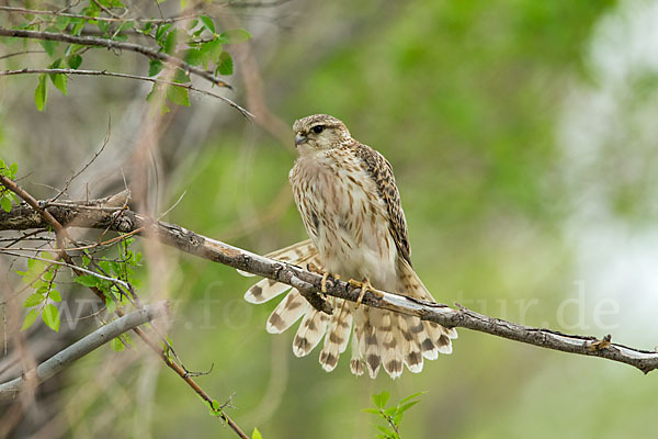 Merlin (Falco columbarius)