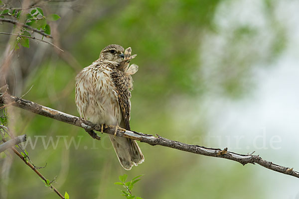 Merlin (Falco columbarius)