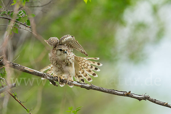 Merlin (Falco columbarius)