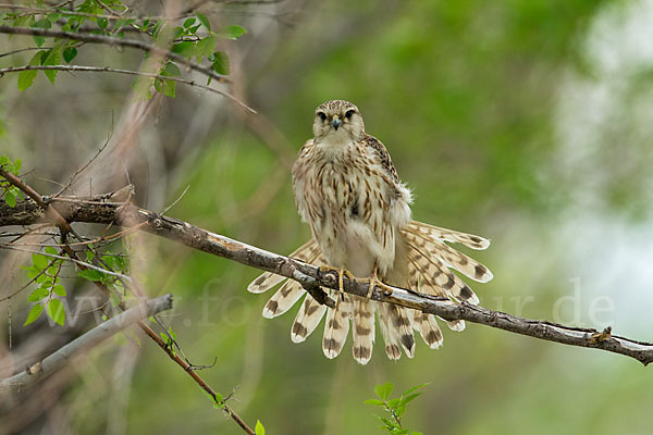 Merlin (Falco columbarius)