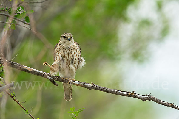 Merlin (Falco columbarius)