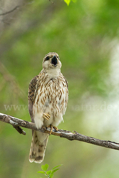 Merlin (Falco columbarius)