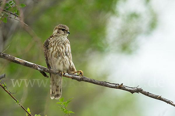 Merlin (Falco columbarius)