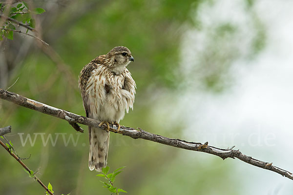 Merlin (Falco columbarius)