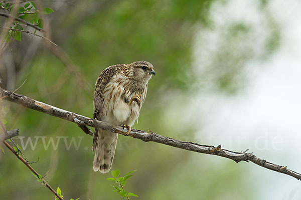 Merlin (Falco columbarius)