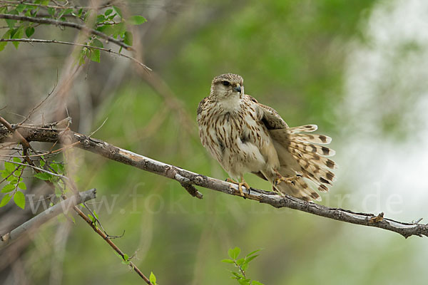 Merlin (Falco columbarius)