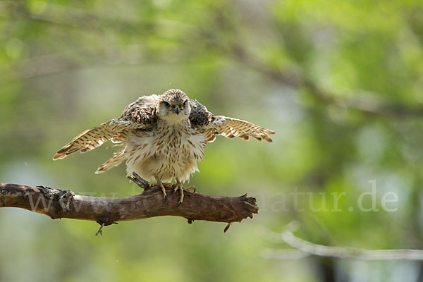 Merlin (Falco columbarius)