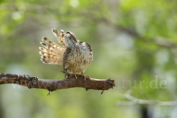 Merlin (Falco columbarius)