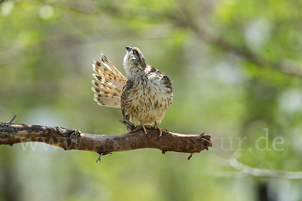 Merlin (Falco columbarius)