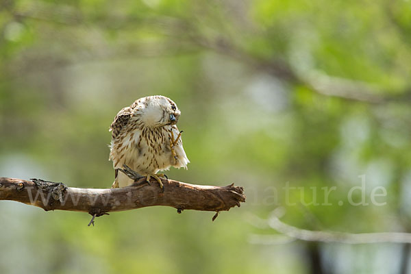 Merlin (Falco columbarius)