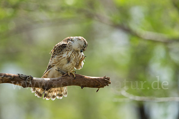 Merlin (Falco columbarius)