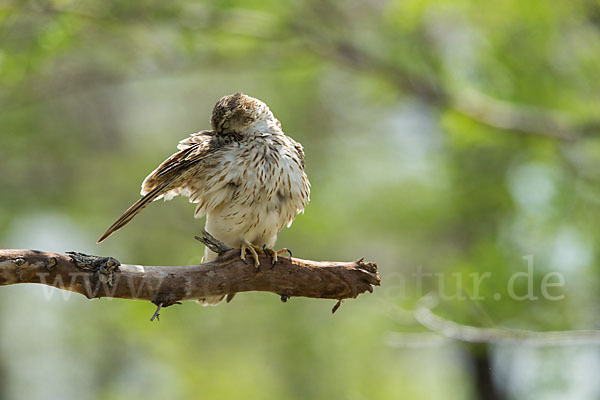 Merlin (Falco columbarius)