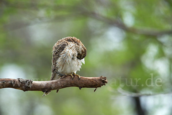 Merlin (Falco columbarius)