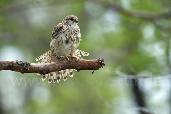 Merlin (Falco columbarius)