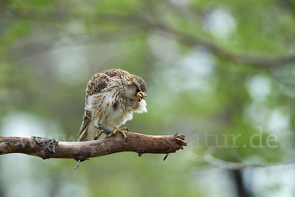 Merlin (Falco columbarius)