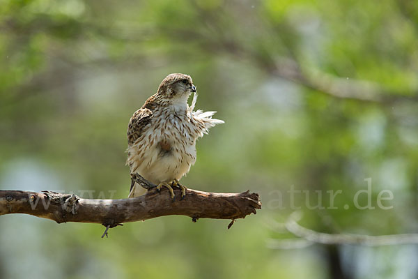 Merlin (Falco columbarius)