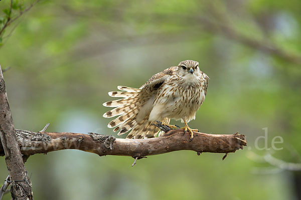 Merlin (Falco columbarius)