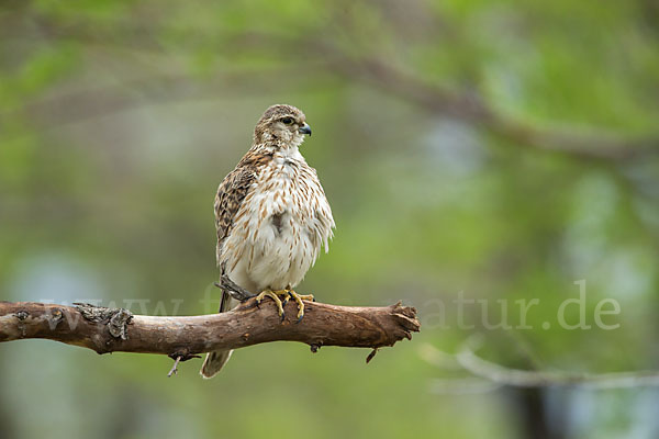 Merlin (Falco columbarius)