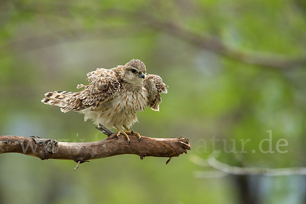 Merlin (Falco columbarius)
