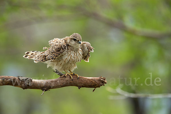 Merlin (Falco columbarius)