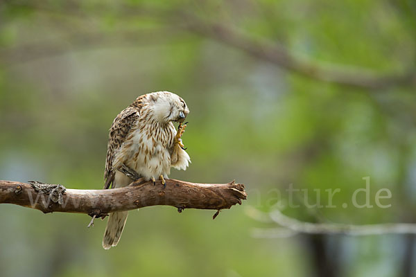 Merlin (Falco columbarius)