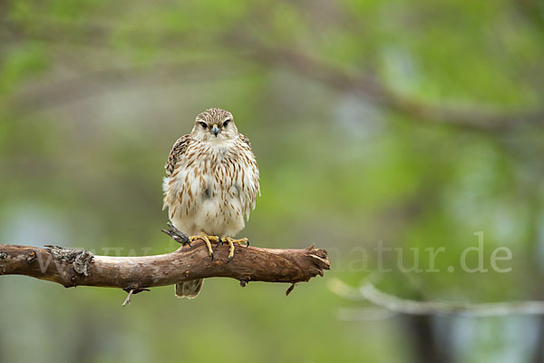 Merlin (Falco columbarius)