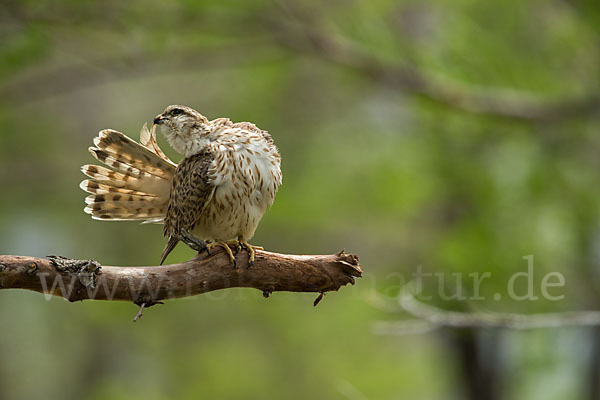 Merlin (Falco columbarius)