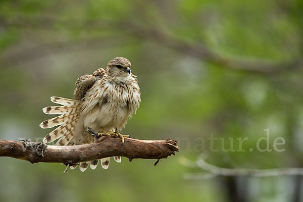 Merlin (Falco columbarius)