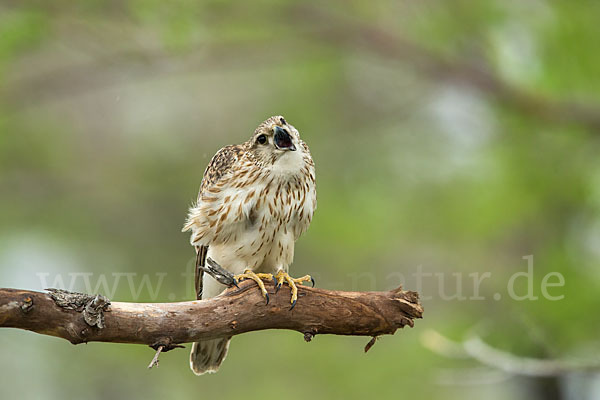 Merlin (Falco columbarius)