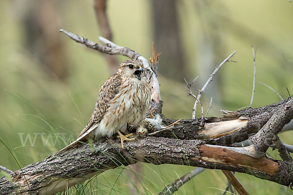 Merlin (Falco columbarius)