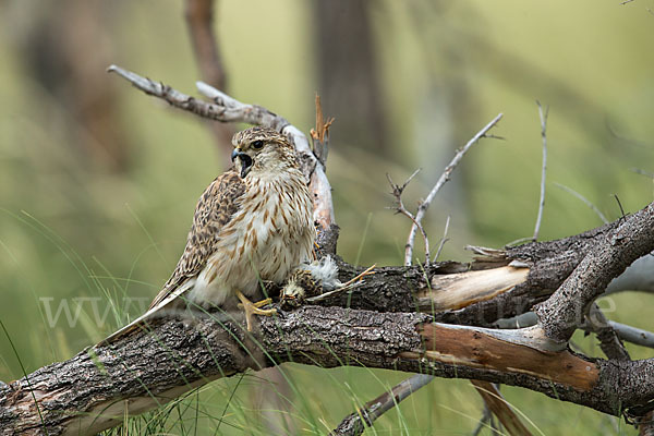 Merlin (Falco columbarius)