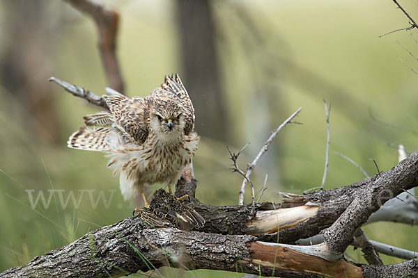 Merlin (Falco columbarius)