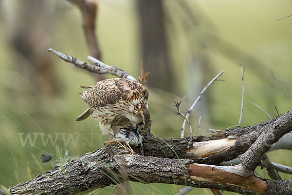 Merlin (Falco columbarius)