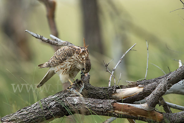 Merlin (Falco columbarius)