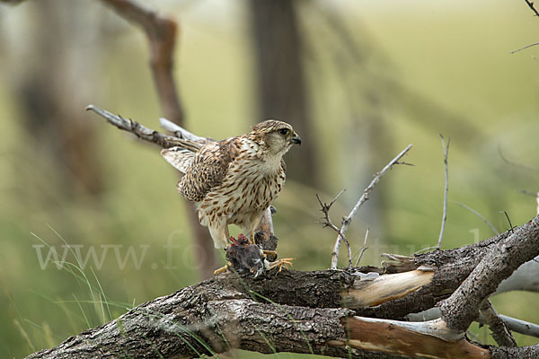 Merlin (Falco columbarius)