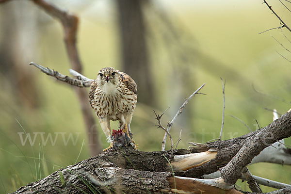 Merlin (Falco columbarius)