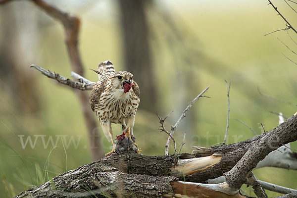 Merlin (Falco columbarius)