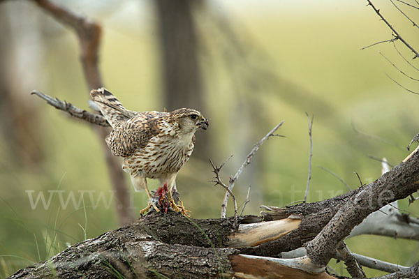 Merlin (Falco columbarius)