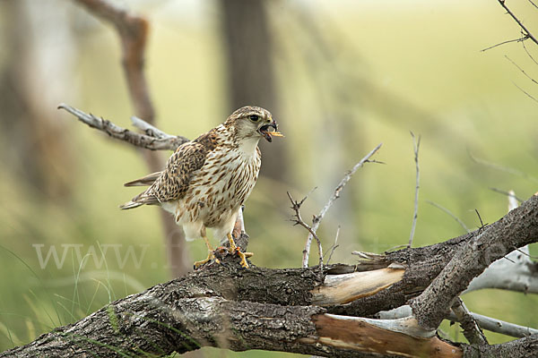 Merlin (Falco columbarius)