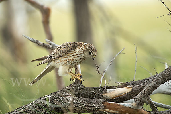 Merlin (Falco columbarius)