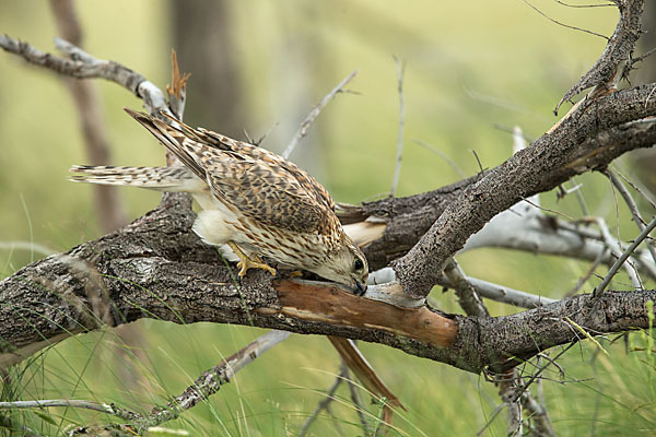 Merlin (Falco columbarius)