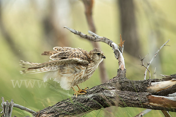 Merlin (Falco columbarius)