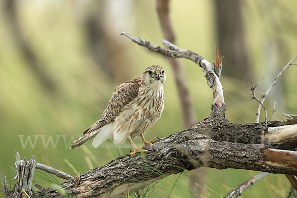 Merlin (Falco columbarius)